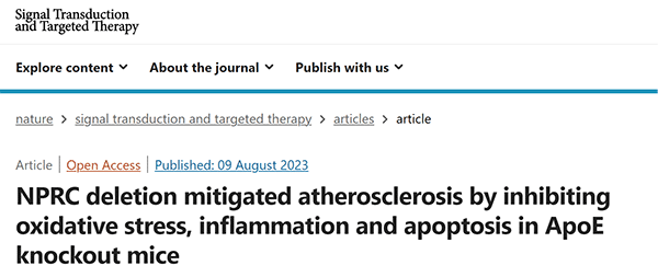 NPRC deletion mitigated atherosclerosis by inhibiting oxidative stress, inflammation and apoptosis in ApoE knockout mice