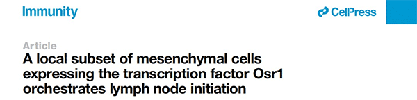 A local subset of mesenchymal cells expressing the transcription factor Osr1 orchestrates lymph node initiation