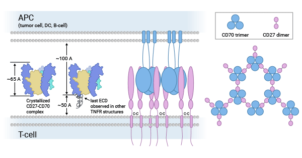 CD70-CD27 biological functions