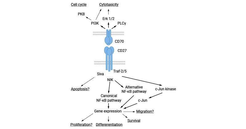 CD70-related signaling pathways