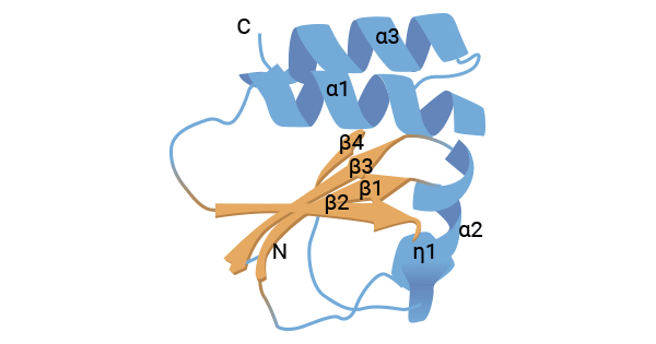 The structure of CD70