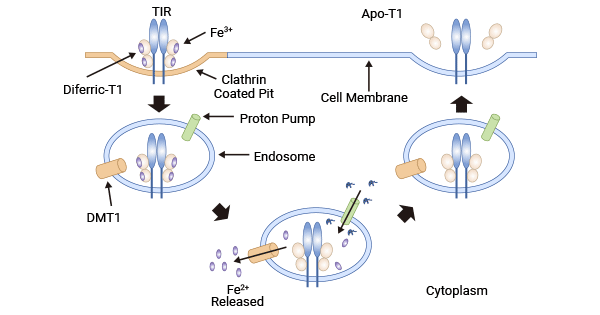 TF mediates uptake of iron ions via the receptor