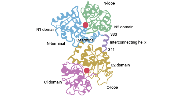 TF structure