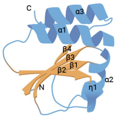 CD70 (CD27L/TNFSF7): a TNF Receptor Member, a “Star” Target for Clinical Research in Systemic Lupus Erythematosus (SLE), Arthritis, and Tumors!