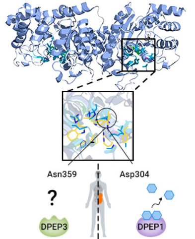 Dipeptidase 3 (DPEP3): an Emerging Member of the DPEP Family, a Potential Therapeutic Target in Male Fertility or Tumor Research!