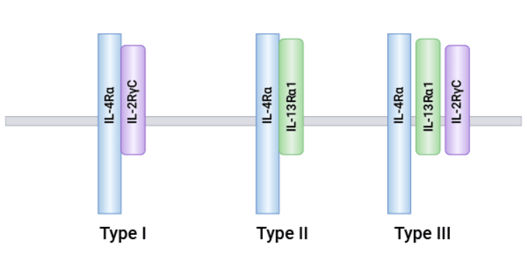 Interleukin 4 receptor (IL-4R/IL-4Ra): a Multifunctional Target of Cytokines, Suggesting Diverse Potential in Asthma, Rhinitis, Viral, and Tumor Research!