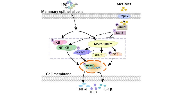 Dipeptidase might be involved in the metabolic pathway of Met-Met