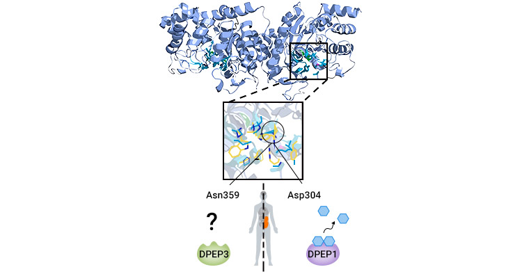 CEACAM8 structure