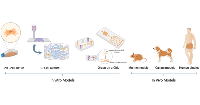 In vivo and in vitro models