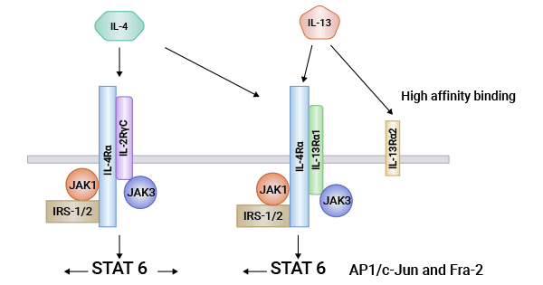 The mechanisms associated with IL-4R/IL-4Rα