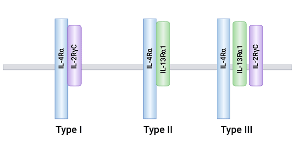 The three types of IL-4R complexes