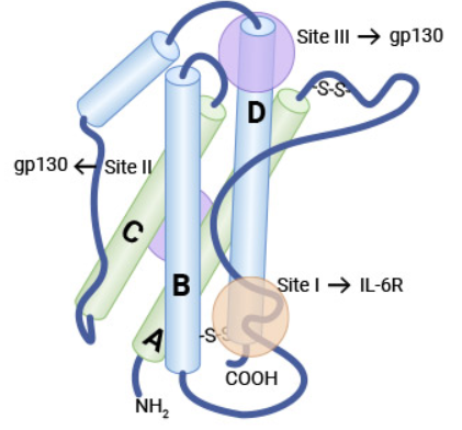 IL-6: an Important Participant in the Inflammatory Cascade, One of the Most Functional Cytokines in Various Diseases Research!