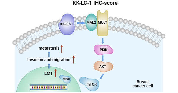 CT83/KK-LC-1 regulates TNBC via MAL2/MUC1-C/PI3K/AKT/mTOR Pathway