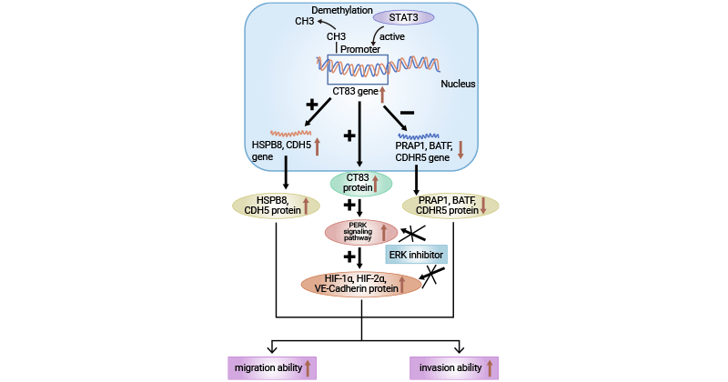 CT83-related signaling pathway