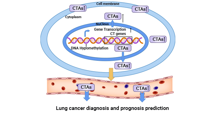 CTAs is closely related to tumor