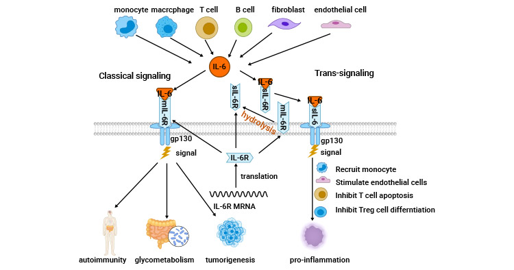 IL-6-related signaling mechanism