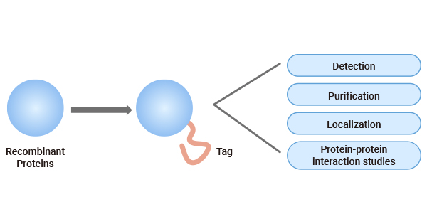 Protein purification