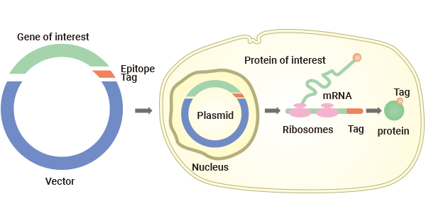 Protein Tagging