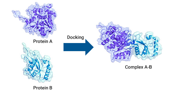 Protein-protein interaction docking