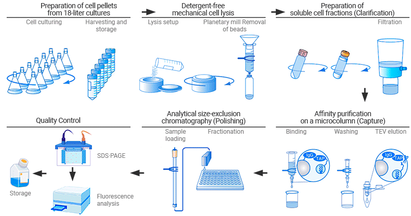 Protein purification procedures