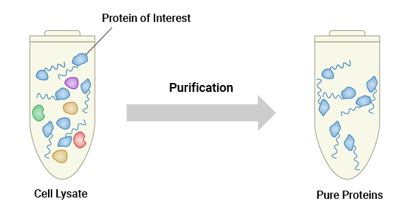 Protein purification