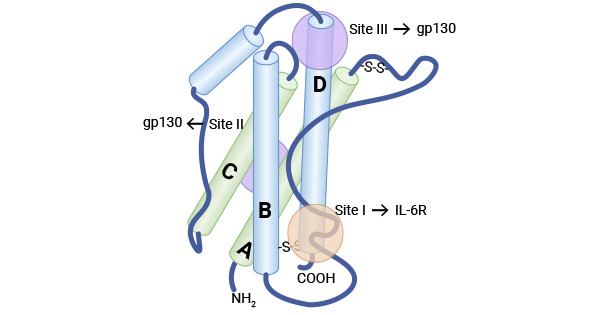 The structure of IL-6