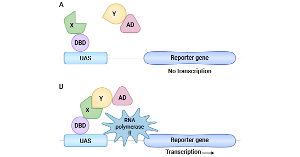 The X protein and the Y protein is fused with DBD and AD, respectively. If these two proteins interact inside the cell, bringing DBD and AD close together and reconstructing active transcription factors. In this way, yeast cells grow on a medium lacking certain nutrients such as β-galactosidase and express the reporter gene