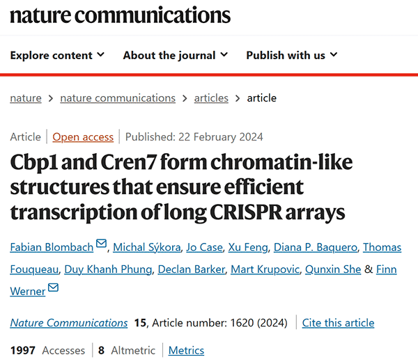 Cbp1 and Cren7 form chromatin-like structures that ensure efficient transcription of long CRISPR arrays