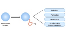 Protein Tags: A Comprehensive Overview