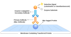 What is Myc Tag: Definition, Function, Applications & Comparison with Other Epitope Tags