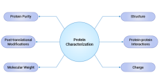 What Is Protein Characterization: Definition, Examples, Methods, and Techniques