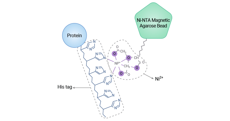 The mechanism of His-tagged protein purification through IMAC