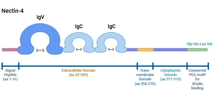 Nectin-4: a Key Target in the IgSF Family, Boosting Clinical Drug Research in Various Tumors!