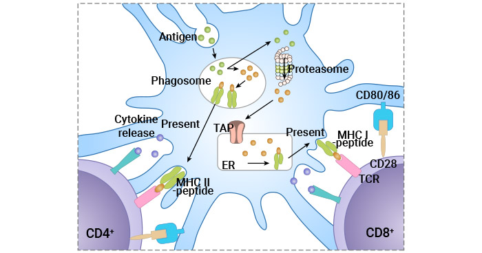 Antigen-specific T cell activation