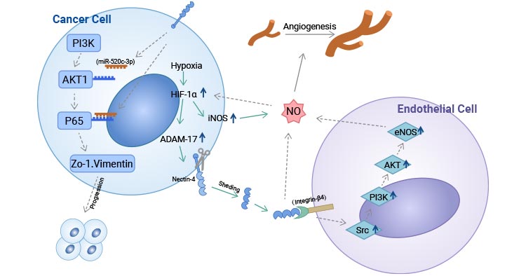 Nectin-4 participates in multiple tumor processes by regulating PI3K/AKT signaling pathway