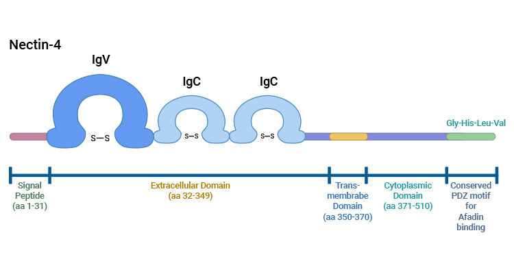 The structure of Nectin-4