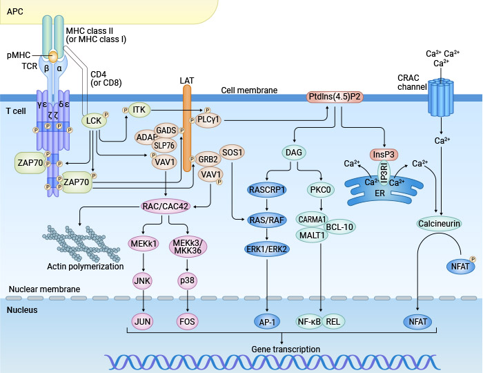Signaling pathways involved in T cell activation