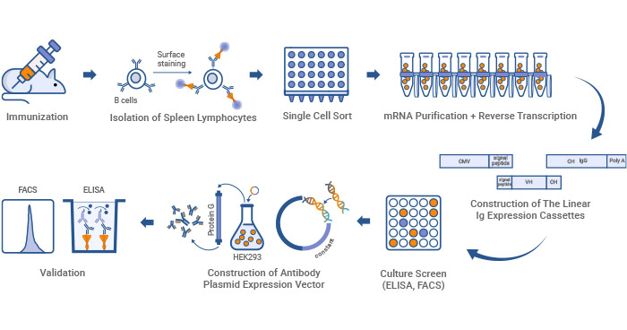Monoclonal antibody production workflow by single B cell technology