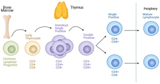 T Cell Activation - The Switch for T Cell Executive Function