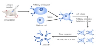 How to Choose Monoclonal Antibody Technology? A Definitive Guide