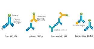 ELISA vs. Multiplex Immunoassays: Why ELISA Remains the Gold Standard among Immunoassays