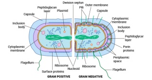 What Bacterial Antigens Are Used in Vaccines?