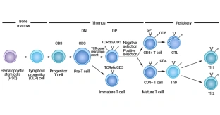 Immune Activation: Insights into T Cell Differentiation