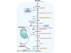Glycolysis Pathway: The Essential Energy Source for Cells, Even in Low-Oxygen Conditions