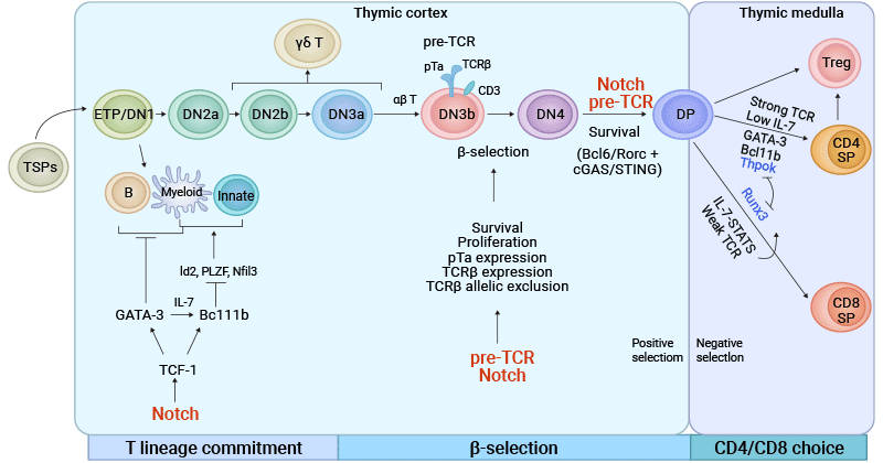 Development and Regulatory Mechanism of T cells in the Thymus