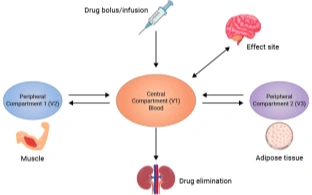 What Is Compartment Modelling in Pharmacokinetics?