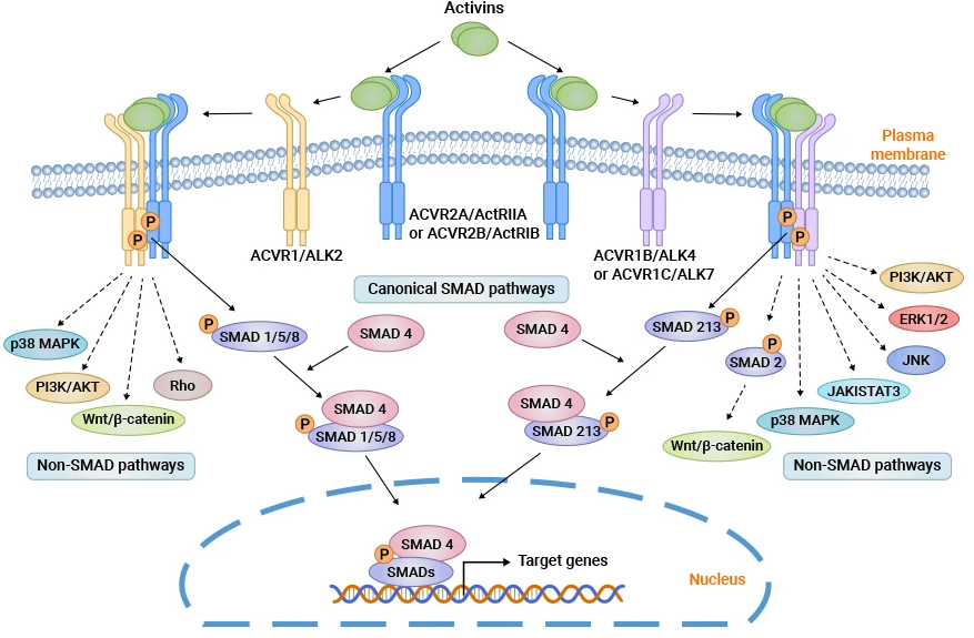 ACVR2A and ACVR2B as Key Targets for Muscle Growth, Weight Loss, PHA in Drug Research！