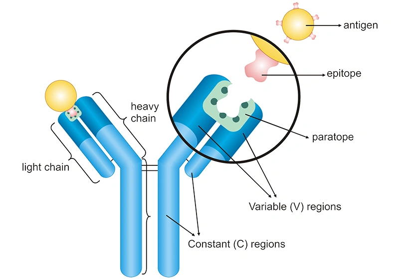 The specific binding between an antibody and an antigen 