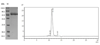 CSB-MP675446HU Purity Verified