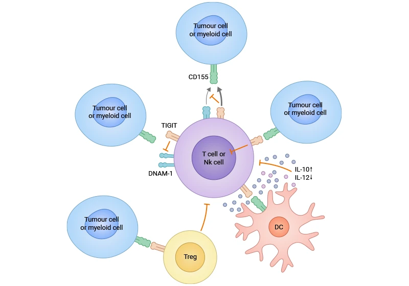 TIGIT exerts its effects through multiple mechanisms in the cancer